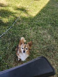 Lost Male Dog last seen Kerr, Modesto, CA 95354