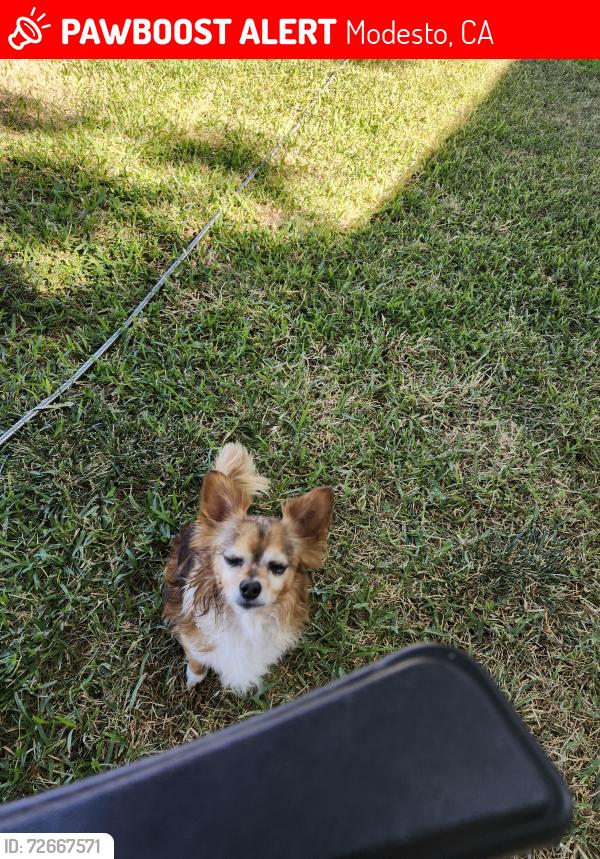 Lost Male Dog last seen Kerr, Modesto, CA 95354