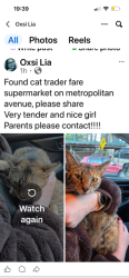 Found/Stray Female Cat last seen Trader Fair supermarket, Queens, NY 11418