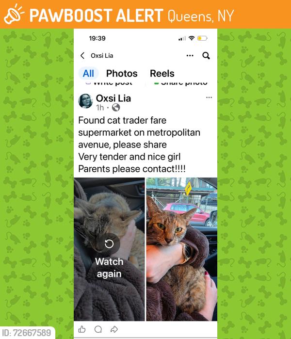 Found/Stray Female Cat last seen Trader Fair supermarket, Queens, NY 11418