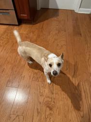Found/Stray Male Dog last seen inson and 32nd, Philadelphia, PA 19146
