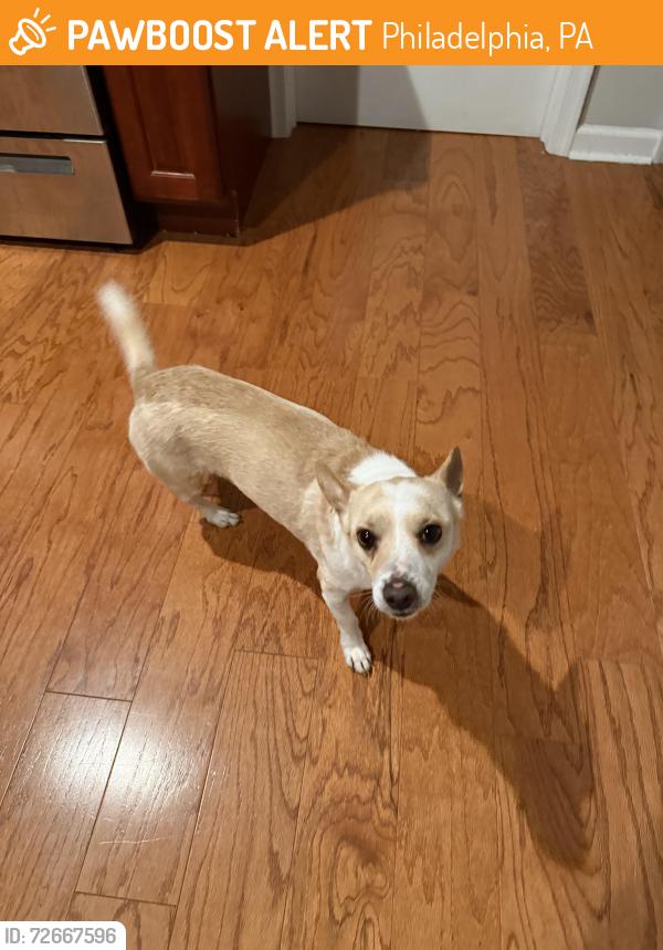 Found/Stray Male Dog last seen inson and 32nd, Philadelphia, PA 19146