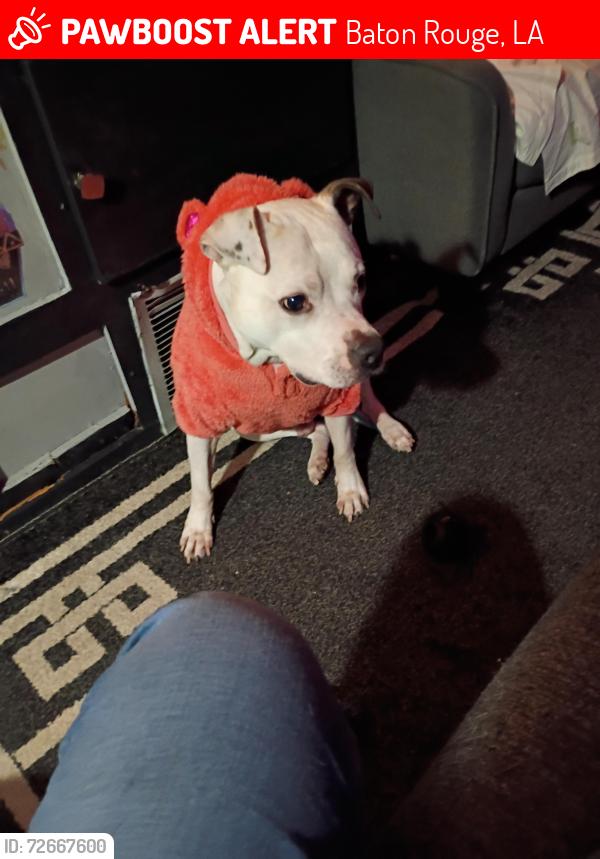 Lost Male Dog last seen Riverview n old Hammond , Baton Rouge, LA 70816