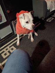 Lost Male Dog last seen Riverview n old Hammond , Baton Rouge, LA 70816