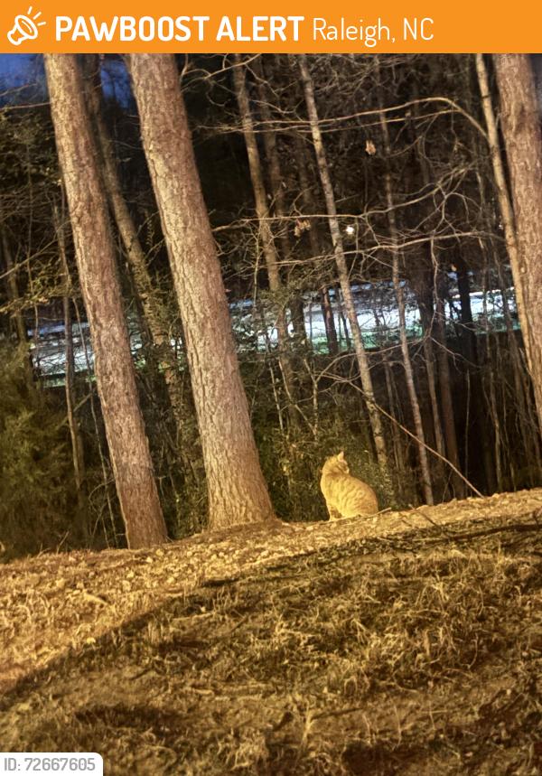 Found/Stray Unknown Cat last seen Braxton apmts , Raleigh, NC 27617