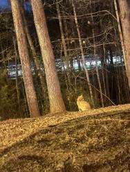 Found/Stray Unknown Cat last seen Braxton apmts , Raleigh, NC 27617