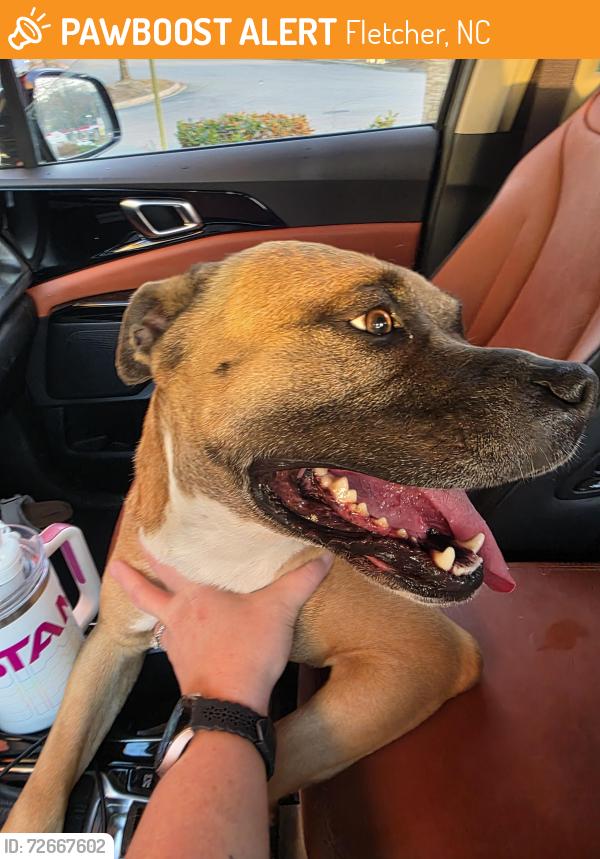 Found/Stray Male Dog last seen Ingles in fletcher, Fletcher, NC 28732