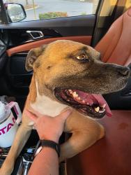 Found/Stray Male Dog last seen Ingles in fletcher, Fletcher, NC 28732