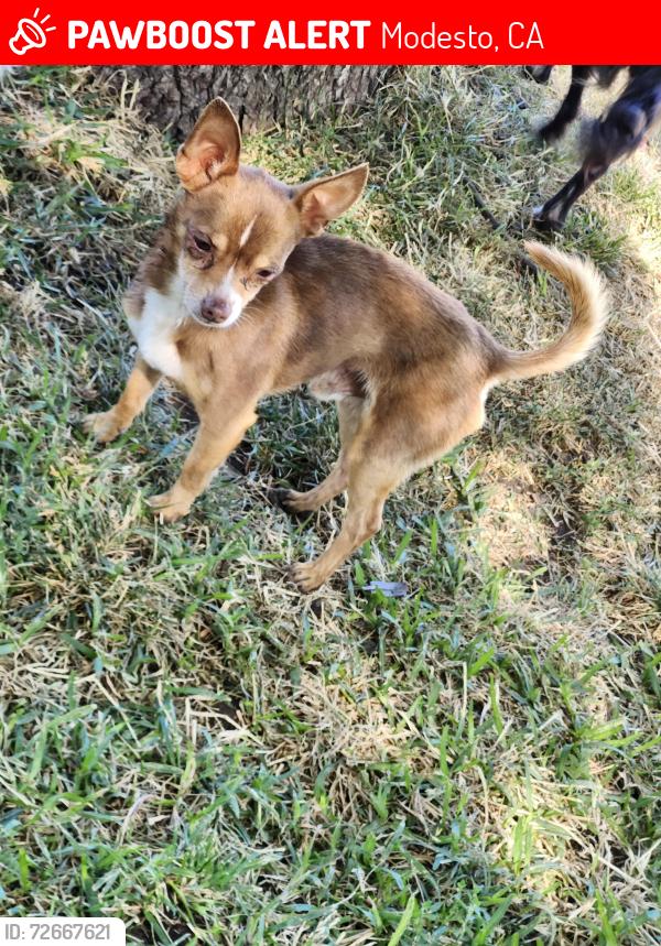 Lost Male Dog last seen Kerr, Modesto, CA 95354