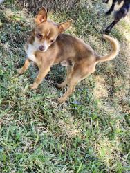 Lost Male Dog last seen Kerr, Modesto, CA 95354