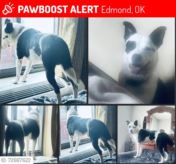 Lost Male Dog last seen Weokie Bank, Oklahoma City, OK 73162