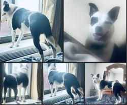 Lost Male Dog last seen Weokie Bank, Oklahoma City, OK 73162