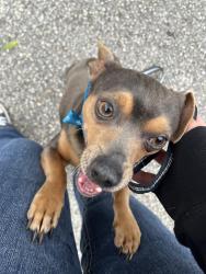 Lost Male Dog last seen W Hillsborough Ave and N Habana Ave, Tampa, FL 33614