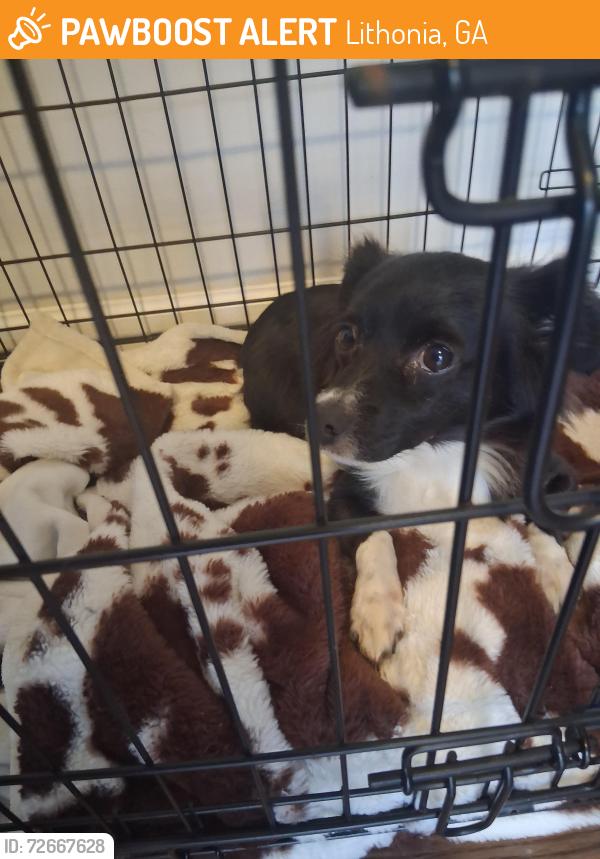Found/Stray Female Dog last seen Panola Rd., Lithonia, GA 30058