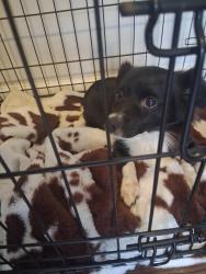 Found/Stray Female Dog last seen Panola Rd., Lithonia, GA 30058