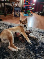 Lost Male Dog last seen Near 170th Street, Queens, NY 11366