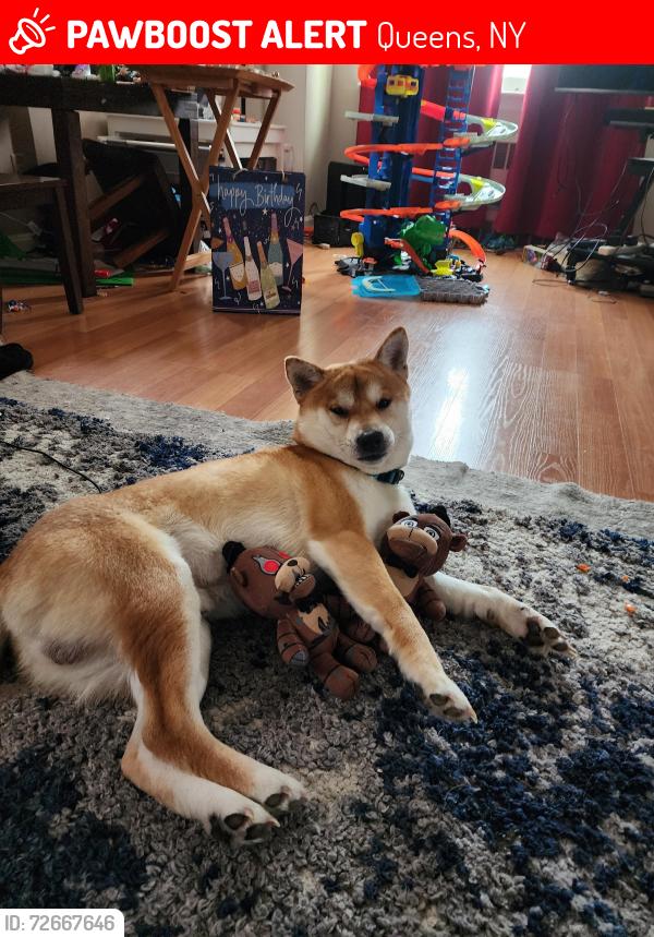 Lost Male Dog last seen Near 170th Street, Queens, NY 11366