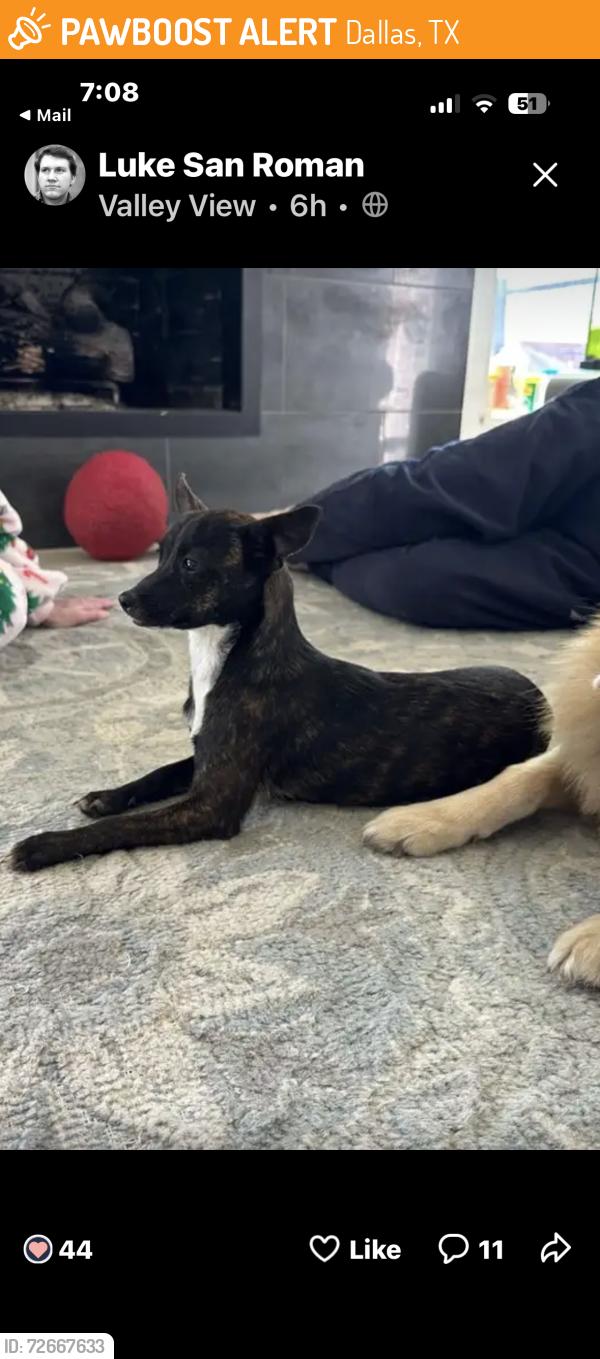 Found/Stray Female Dog last seen Peyton Rd east of Hillcrest, Dallas, TX 75240