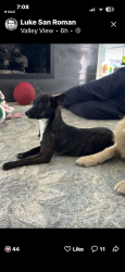 Found/Stray Female Dog last seen Peyton Rd east of Hillcrest, Dallas, TX 75240