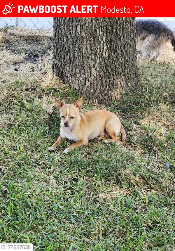 Lost Female Dog last seen Kerr, Modesto, CA 95354