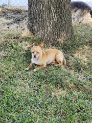 Lost Female Dog last seen Kerr, Modesto, CA 95354