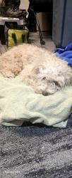 Found/Stray Male Dog last seen La Joya High School , Avondale, AZ 85323