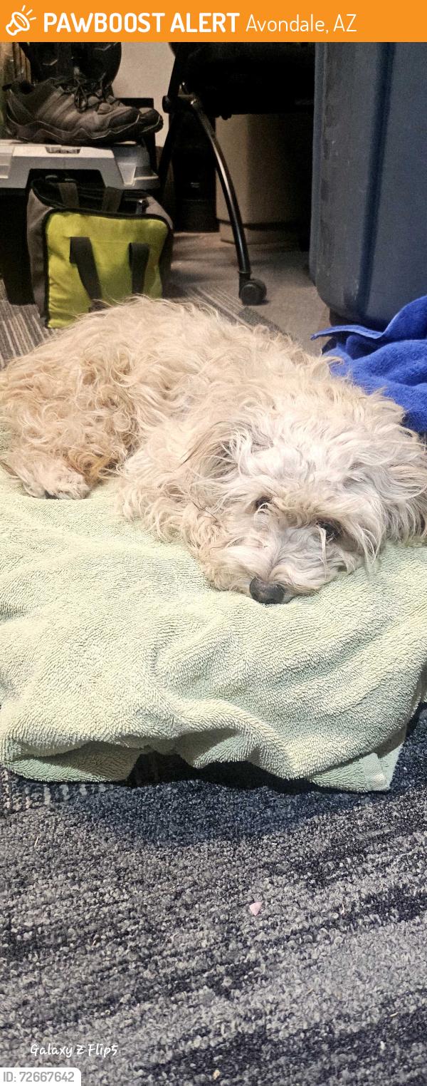 Found/Stray Male Dog last seen La Joya High School , Avondale, AZ 85323