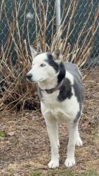 Found/Stray Female Dog last seen 119th and Pulaski , Alsip, IL 60803