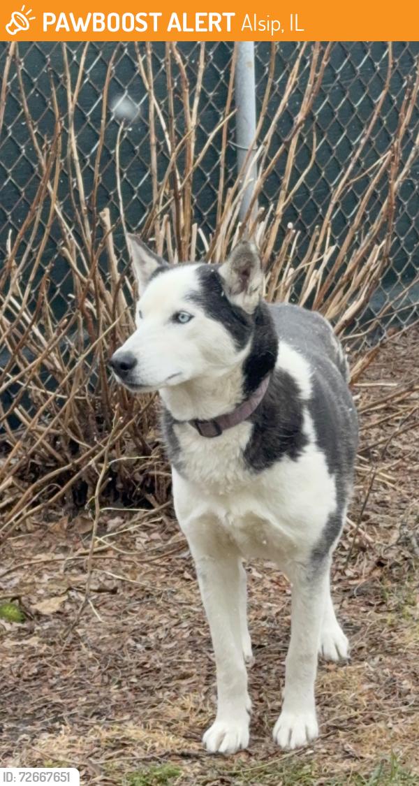 Found/Stray Female Dog last seen 119th and Pulaski , Alsip, IL 60803