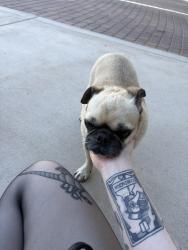 Found/Stray Male Dog last seen Near QT, Avondale, AZ 85323