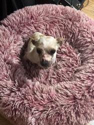 Found/Stray Male Dog last seen 8th street Scott’s mills , Scotts Mills, OR 97375
