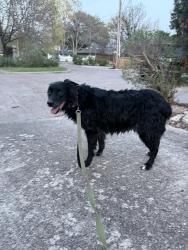 Found/Stray Female Dog last seen Estacado and Peavy, Dallas, TX 75228
