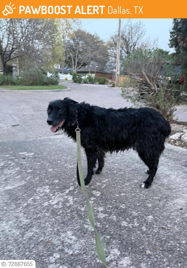 Found/Stray Female Dog last seen Estacado and Peavy, Dallas, TX 75228