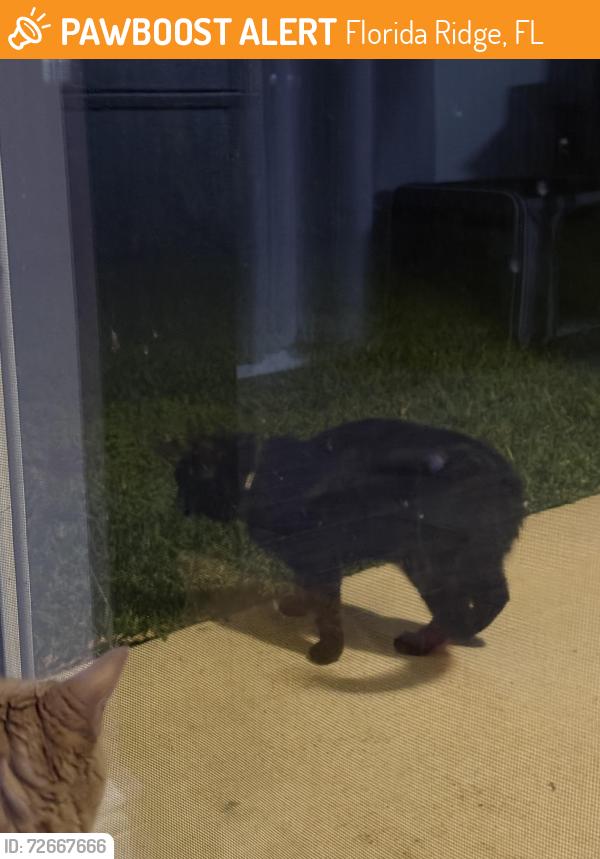 Found/Stray Unknown Cat last seen Oslo Middle School, Florida Ridge, FL 32962