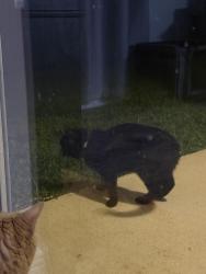 Found/Stray Unknown Cat last seen Oslo Middle School, Florida Ridge, FL 32962