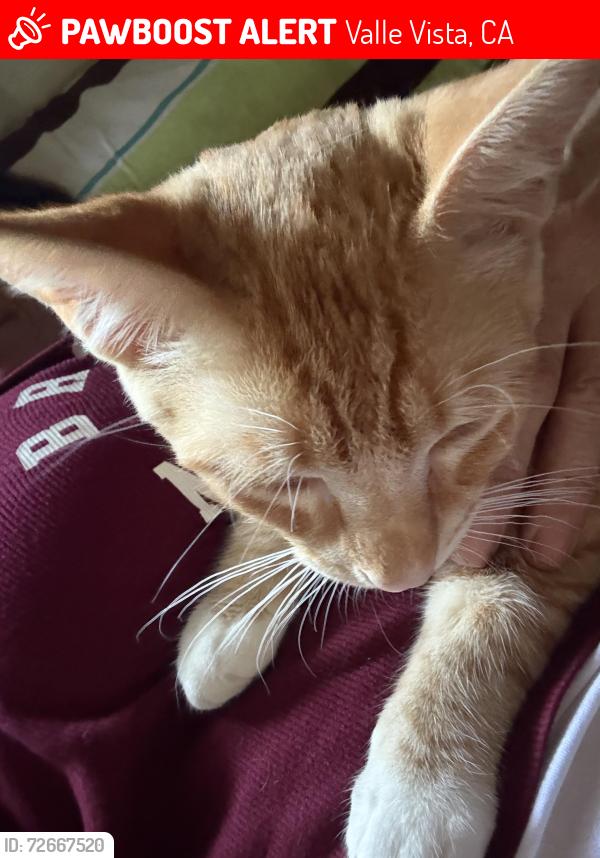 Lost Male Cat last seen Ramona Expressway, Valle Vista, CA 92544