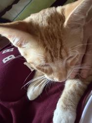 Lost Male Cat last seen Ramona Expressway, Valle Vista, CA 92544