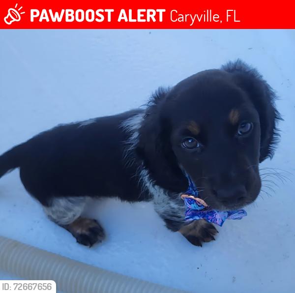 Lost Female Dog last seen Saint Mary's  and Saint Matthews, Caryville, FL 32427