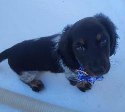 Lost Female Dog last seen Saint Mary's  and Saint Matthews, Caryville, FL 32427