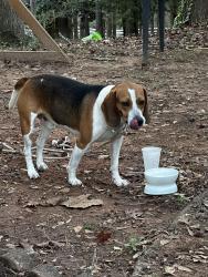 Found/Stray Male Dog last seen ord church rd sw , Cobb County, GA 30008