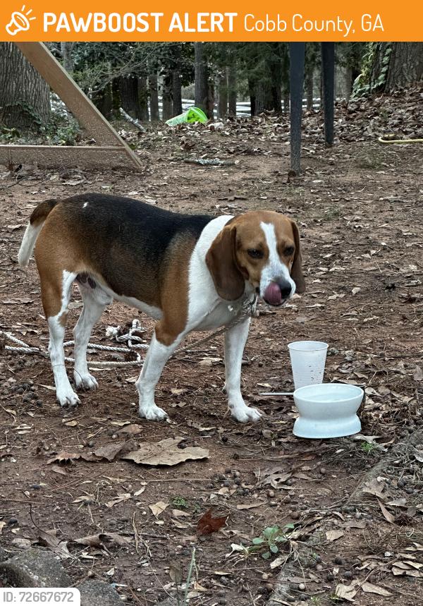Found/Stray Male Dog last seen ord church rd sw , Cobb County, GA 30008