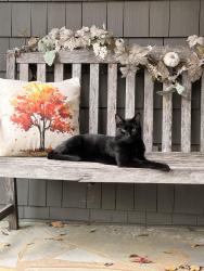 Lost Male Cat last seen Highlands Neighborhood, Columbus, GA 31904