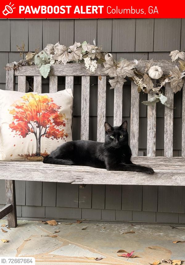 Lost Male Cat last seen Highlands Neighborhood, Columbus, GA 31904