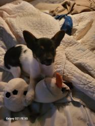 Lost Female Dog last seen Saint Matthews and Saint Mary's Rd, Caryville, FL 32427