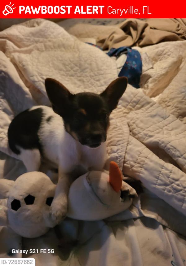 Lost Female Dog last seen Saint Matthews and Saint Mary's Rd, Caryville, FL 32427