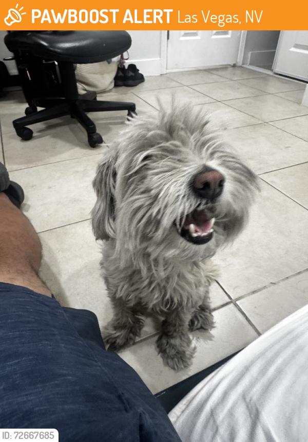 Found/Stray Female Dog last seen By neighborhood exit, Las Vegas, NV 89121