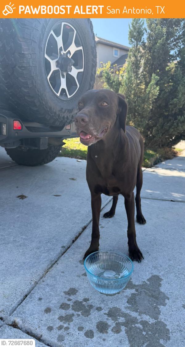 Found/Stray Female Dog last seen Joanie Kay and Willis Ranch Rd, San Antonio, TX 78260