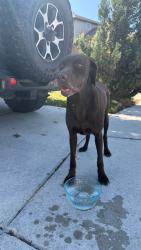 Found/Stray Female Dog last seen Joanie Kay and Willis Ranch Rd, San Antonio, TX 78260