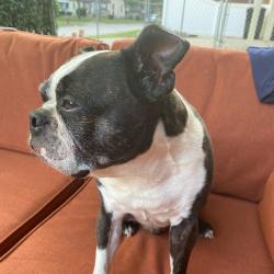 Lost Male Dog last seen River ave, Beaver, PA 15009