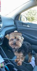 Lost Male Dog last seen 41st and Lamar dr , Del City, OK 73115